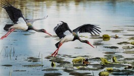 Black stork-.jpg